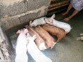 hybrid-pigs-small-1