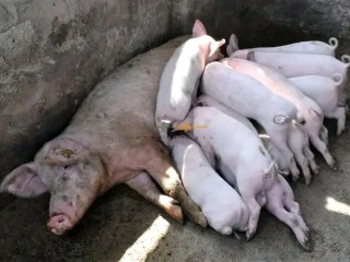 hybrid-pigs