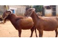 boar-and-kalahari-red-goats-small-0