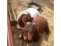 boar-and-kalahari-red-goats-small-2