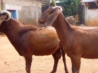 boar-and-kalahari-red-goats