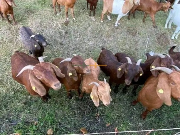 boar-and-kalahari-red-goats-big-1