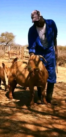 boar-and-kalahari-red-goats-big-3