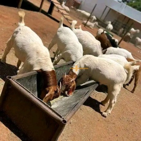 boar-and-kalahari-red-goats-big-4