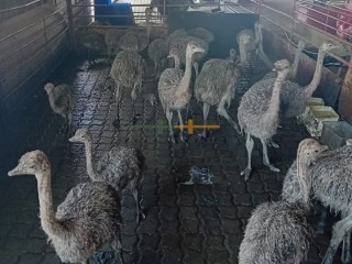 ostrich-birds