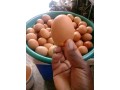 eggs-and-turkey-for-sale-small-1