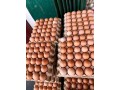 eggs-and-turkey-for-sale-small-0