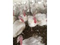 eggs-and-turkey-for-sale-small-3