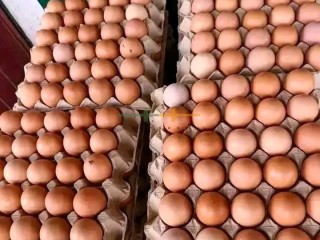 eggs-and-turkey-for-sale