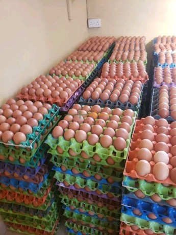 eggs-and-turkey-for-sale-big-2