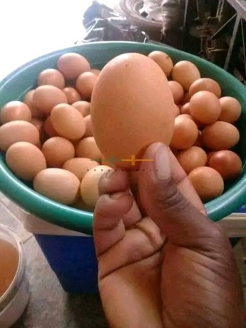 eggs-and-turkey-for-sale-big-1