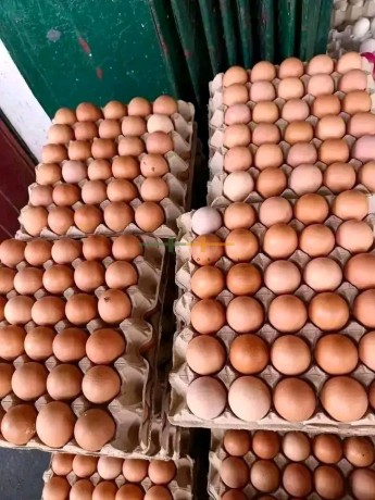 eggs-and-turkey-for-sale-big-0