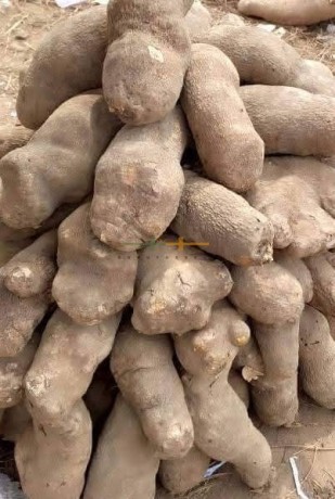 yams-for-sale-big-0